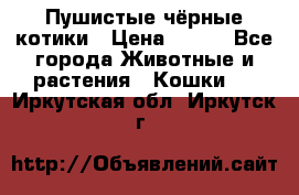 Пушистые чёрные котики › Цена ­ 100 - Все города Животные и растения » Кошки   . Иркутская обл.,Иркутск г.